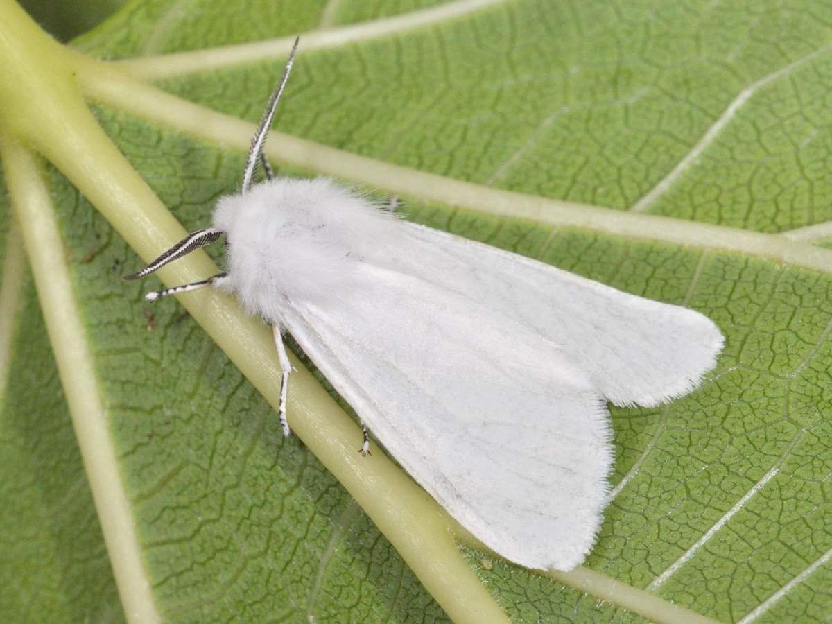 Златогузка бабочка