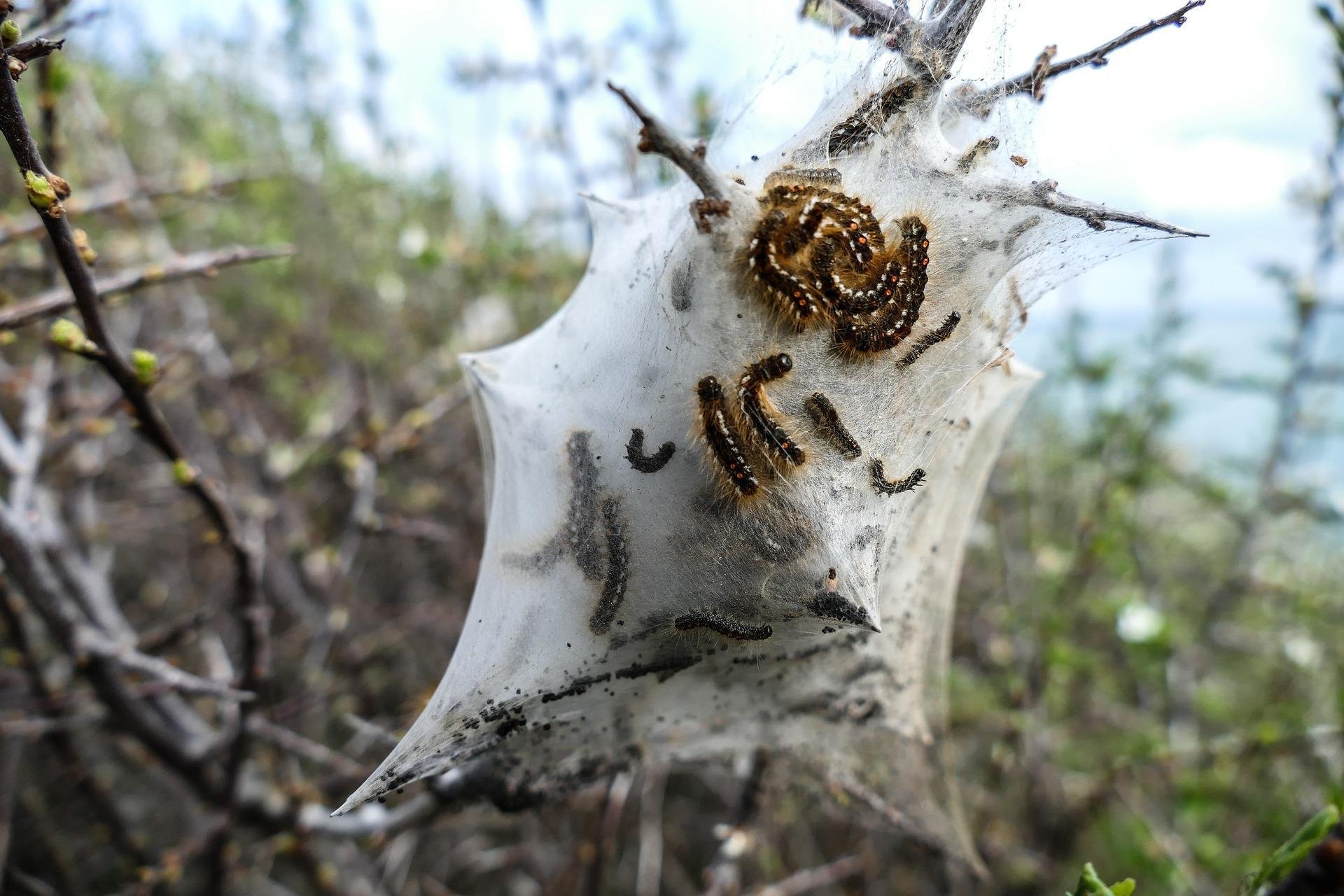Червь березы. Шелкопряд гусеница паутина. Паутинные гнезда белой американской бабочки.. Листовертка гусеница паутина. Дубовый шелкопряд гусеница.