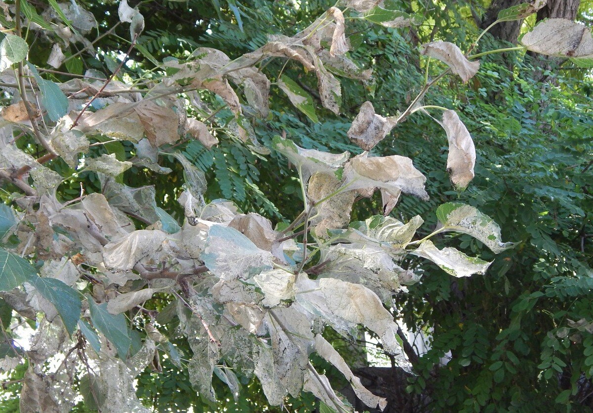 Томатная минирующая моль гусеница