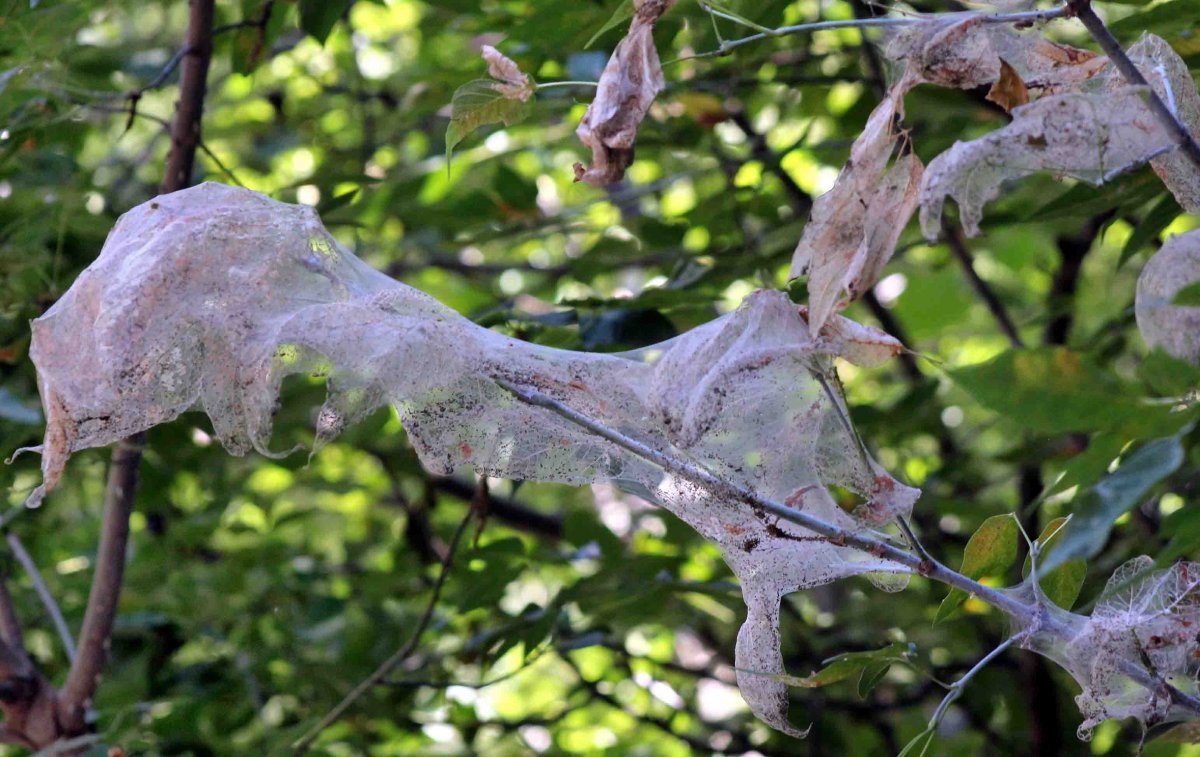 Гусеницы американской белой бабочки (Hyphantria cunea)