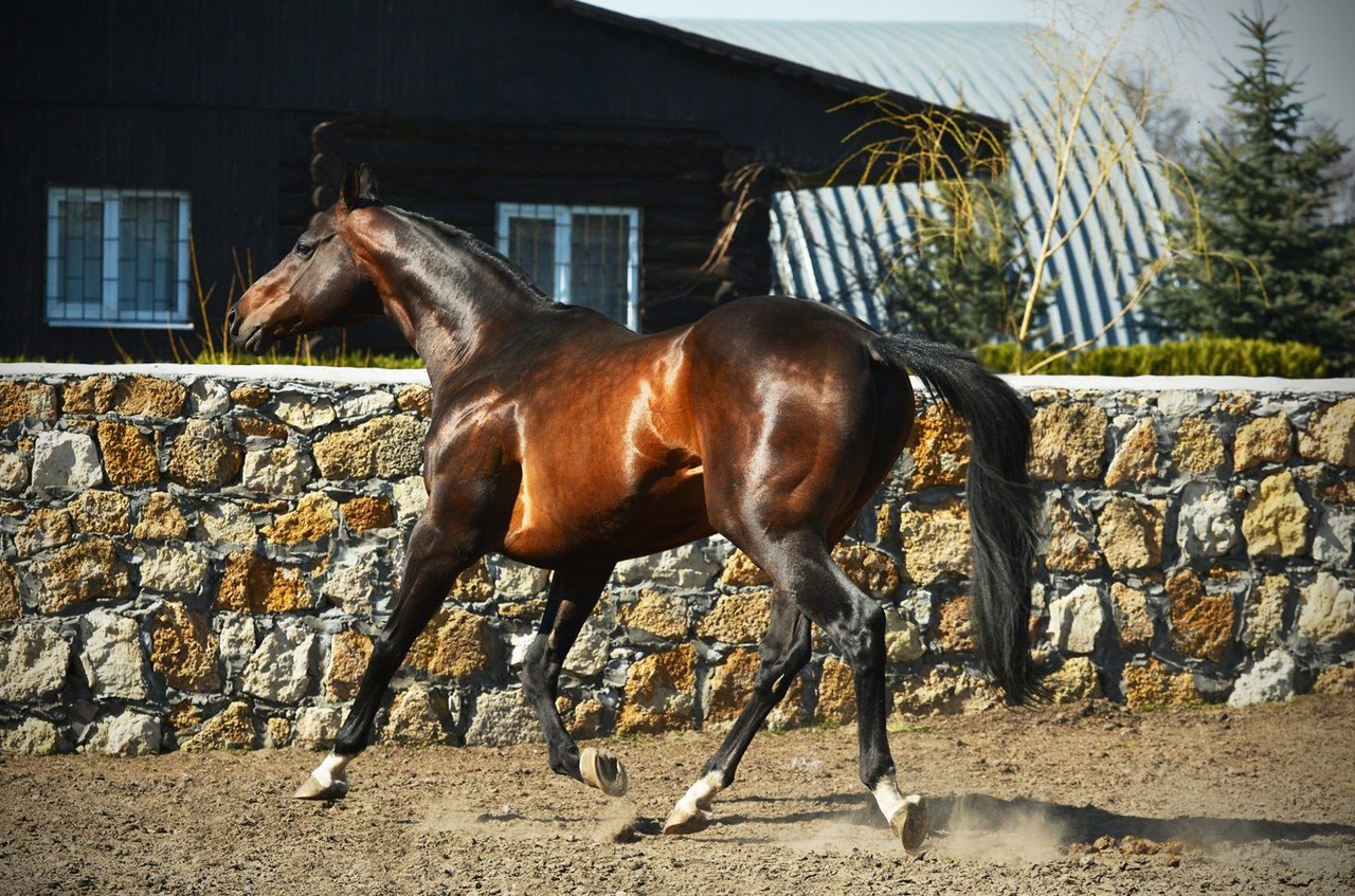 Кабардинская лошадь масть. Будённовская лошадь караковая. Чистокровная верховая гнедая. Кабардинская лошадь гнедая. Донская лошадь гнедая.