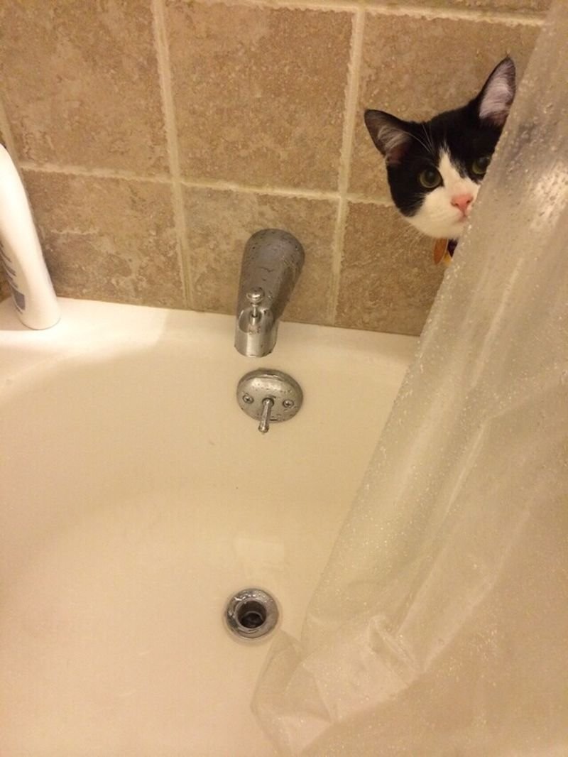 Кот в ванной демотиватор