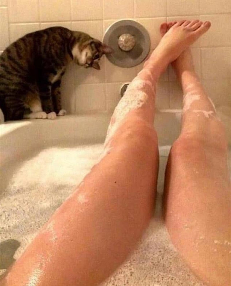 Кошка купается