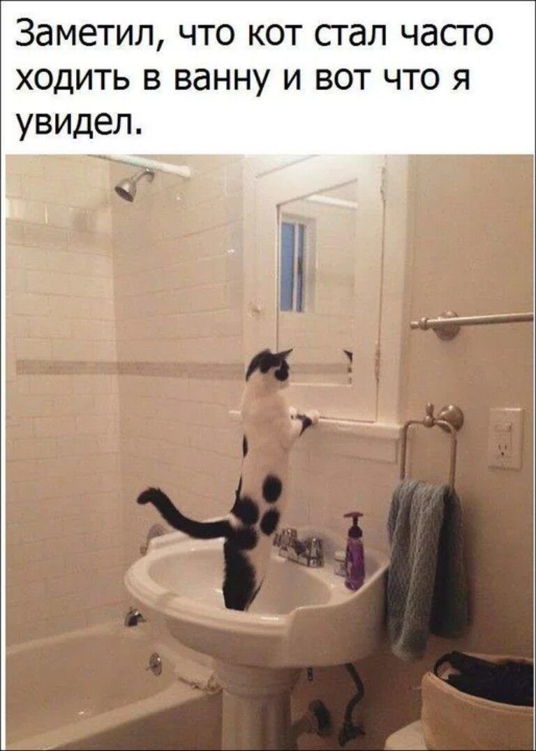 Кот в пенной ванне