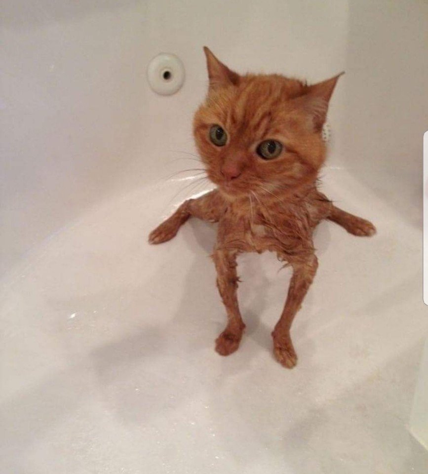 Кошка которая любит воду