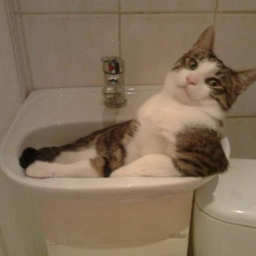 Смешной кот в ванной