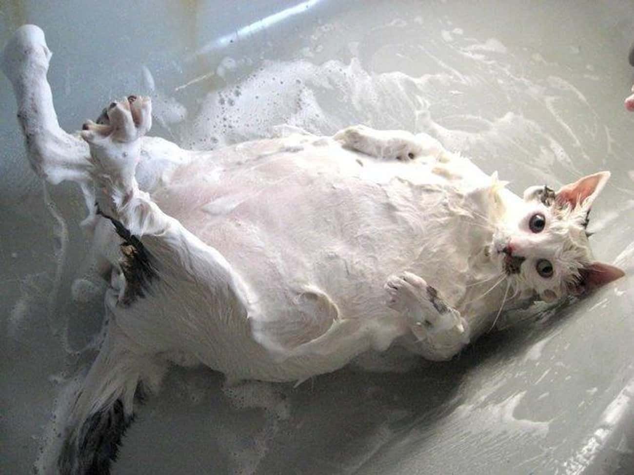 Кот после купания. Мокрая кошка. Мокрый котенок. Смешные котики мокрые. Кот в ванне.