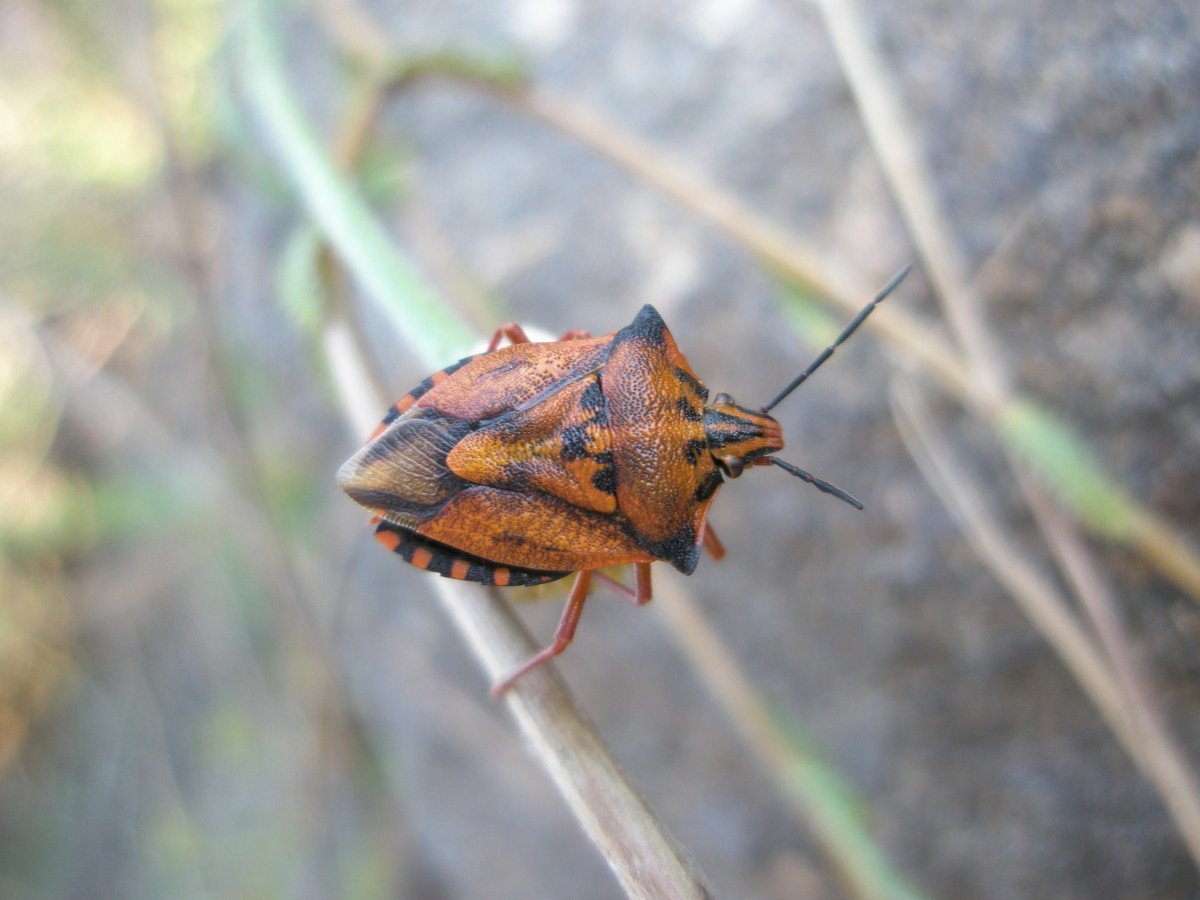 Самки клопов