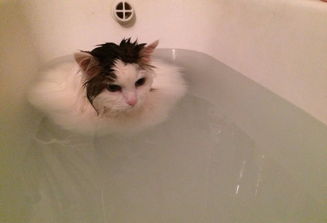 Смешные котики в ванной