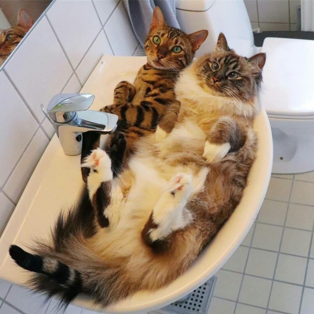 Котенок в ванной