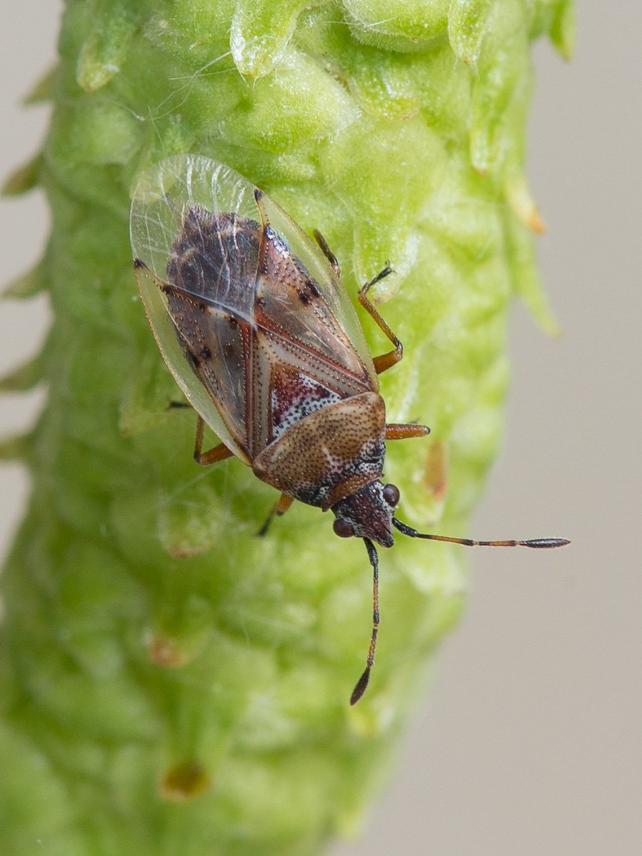 Внешнее строение постельного клопа