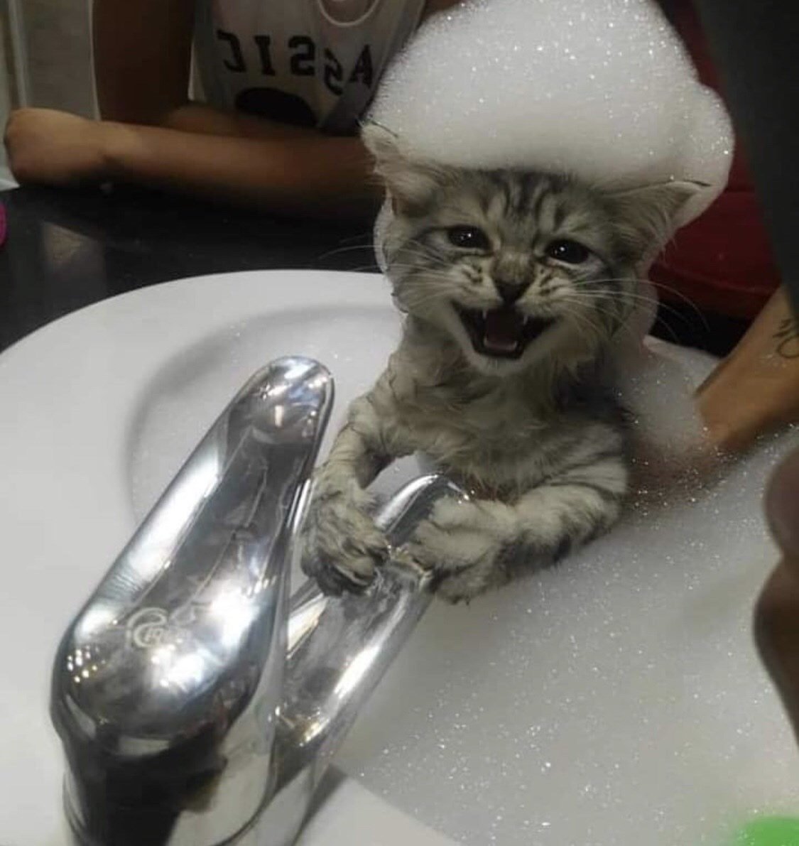 Котик в пене