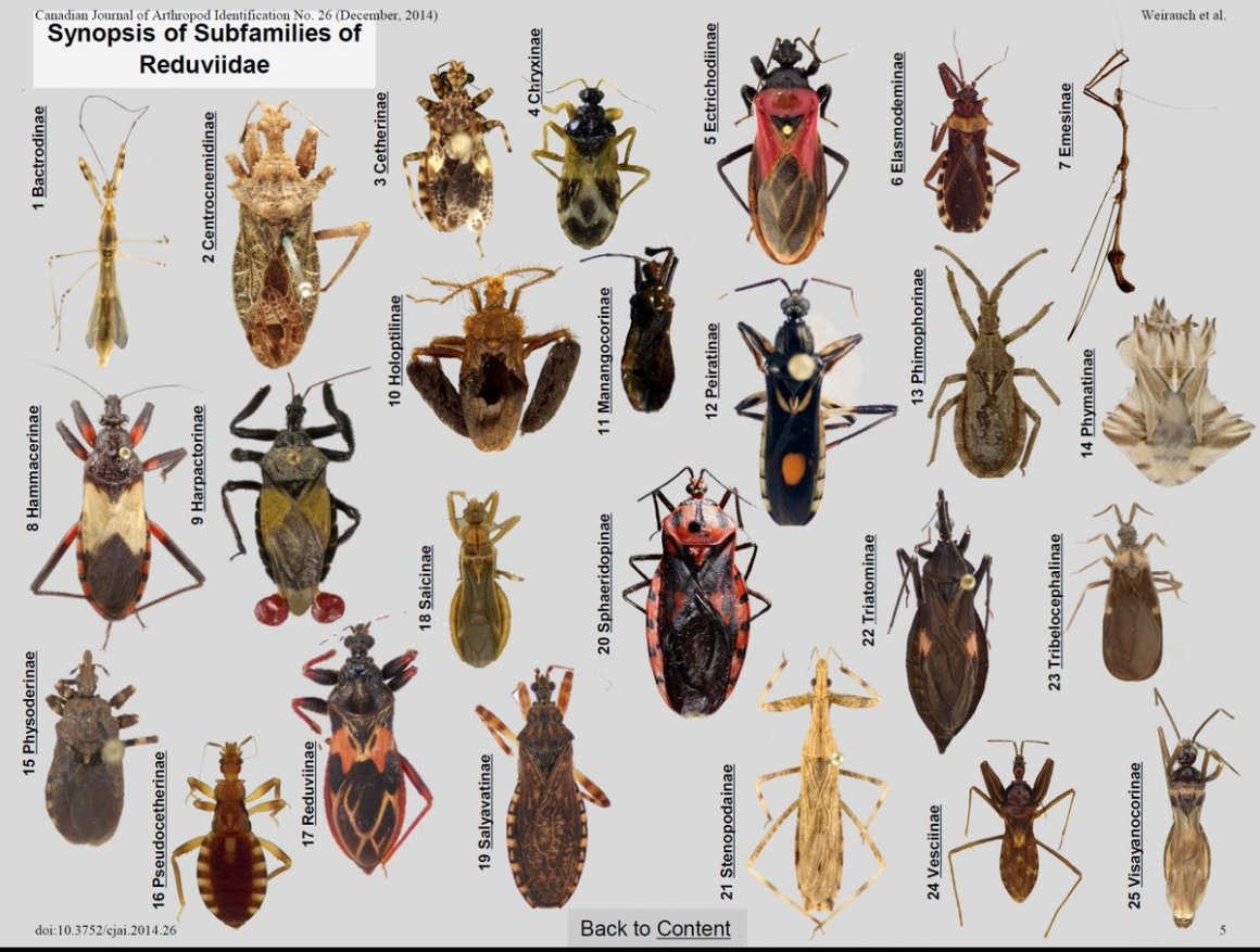 Щитник-черепашка Жук Пикассо