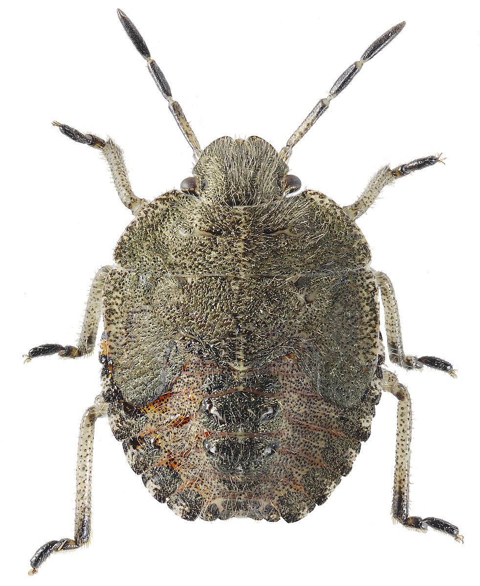 Вектор от клопов