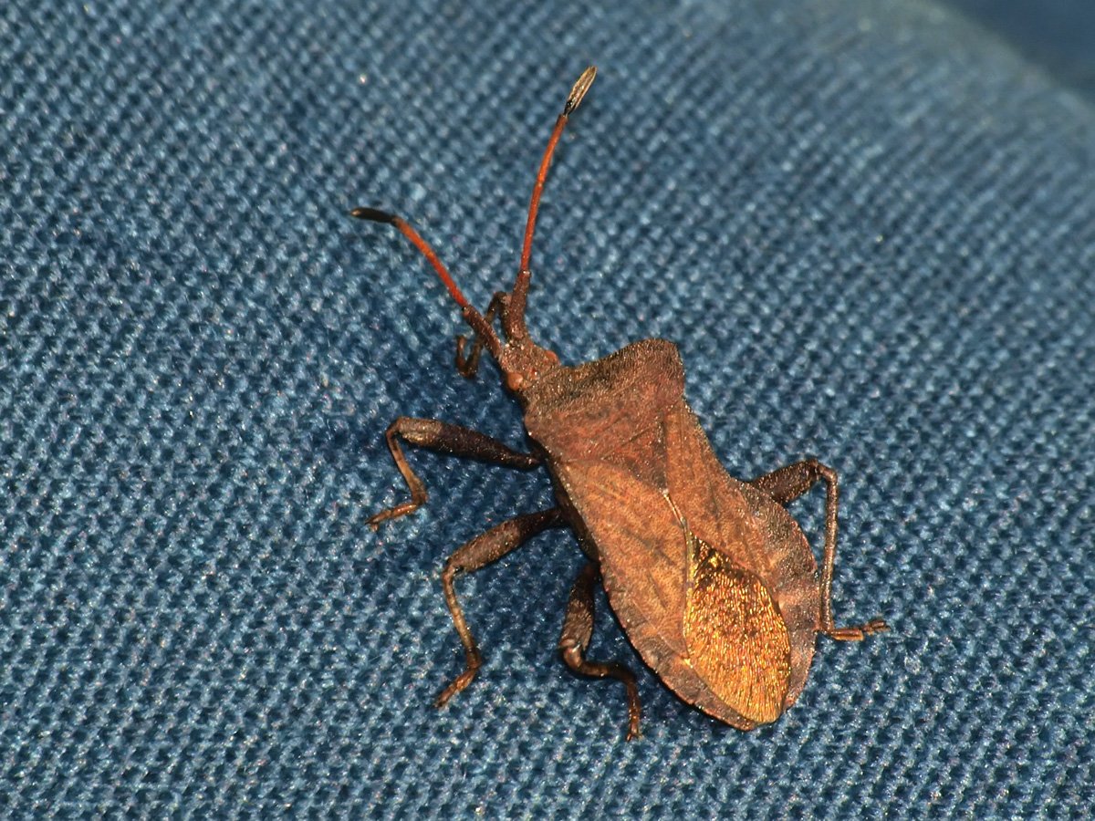 Клоп хиацерус