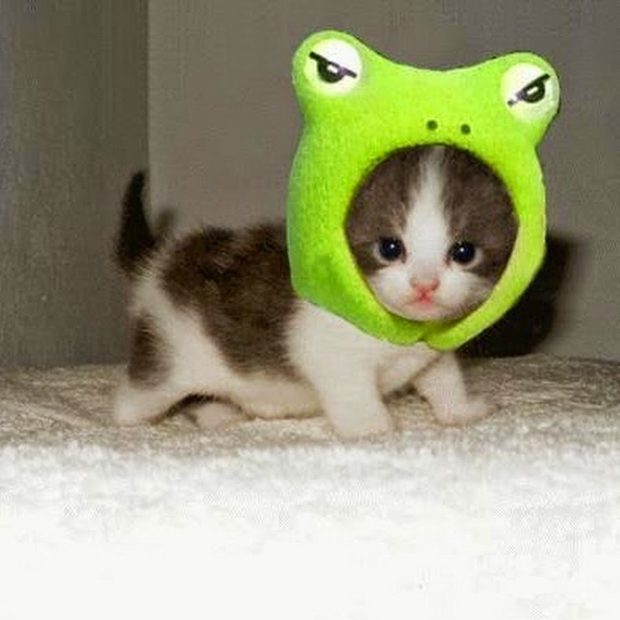 Самые милые котята на свете