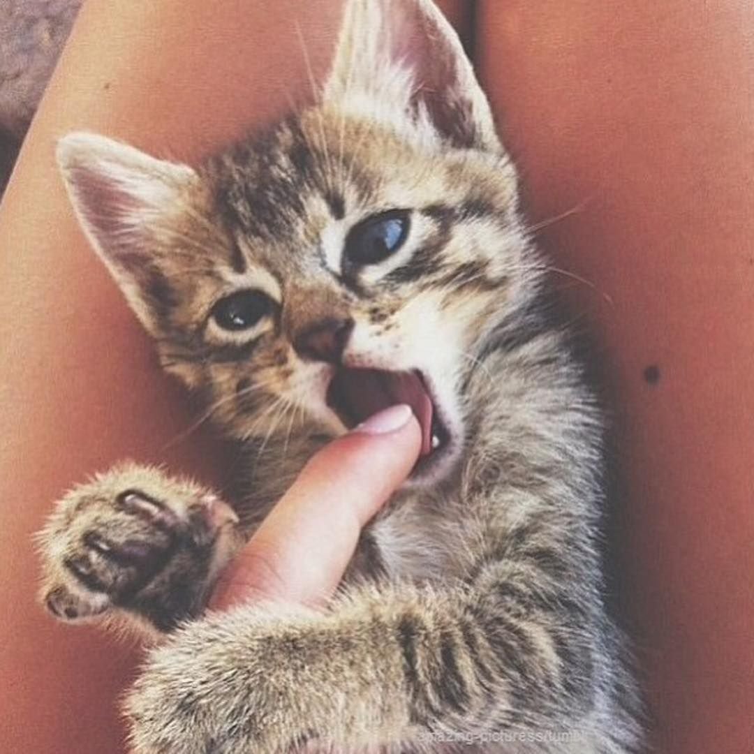 Котята с надписями