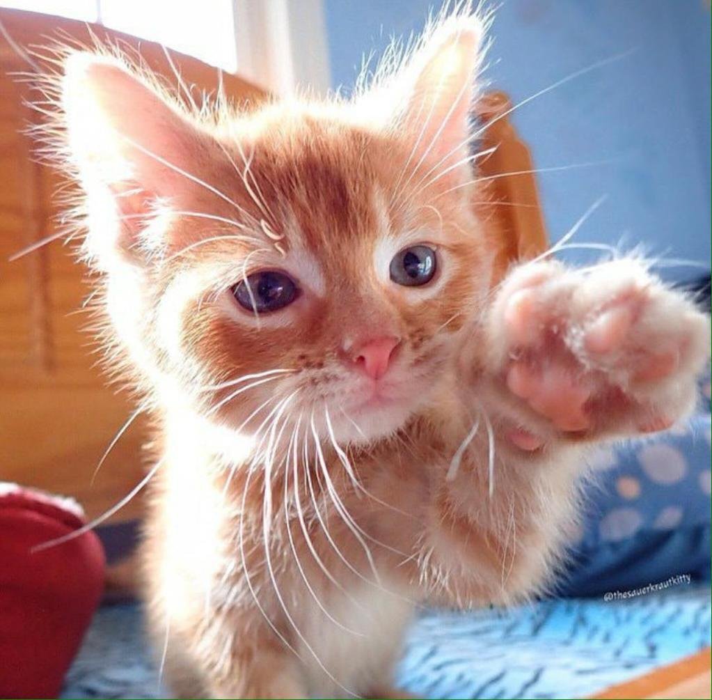 Милые котята в коробке