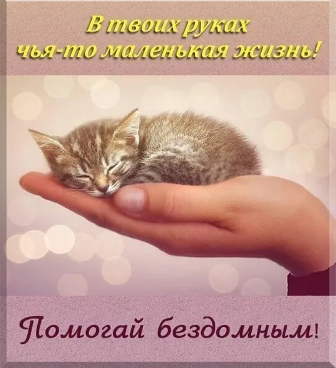 Милые котики