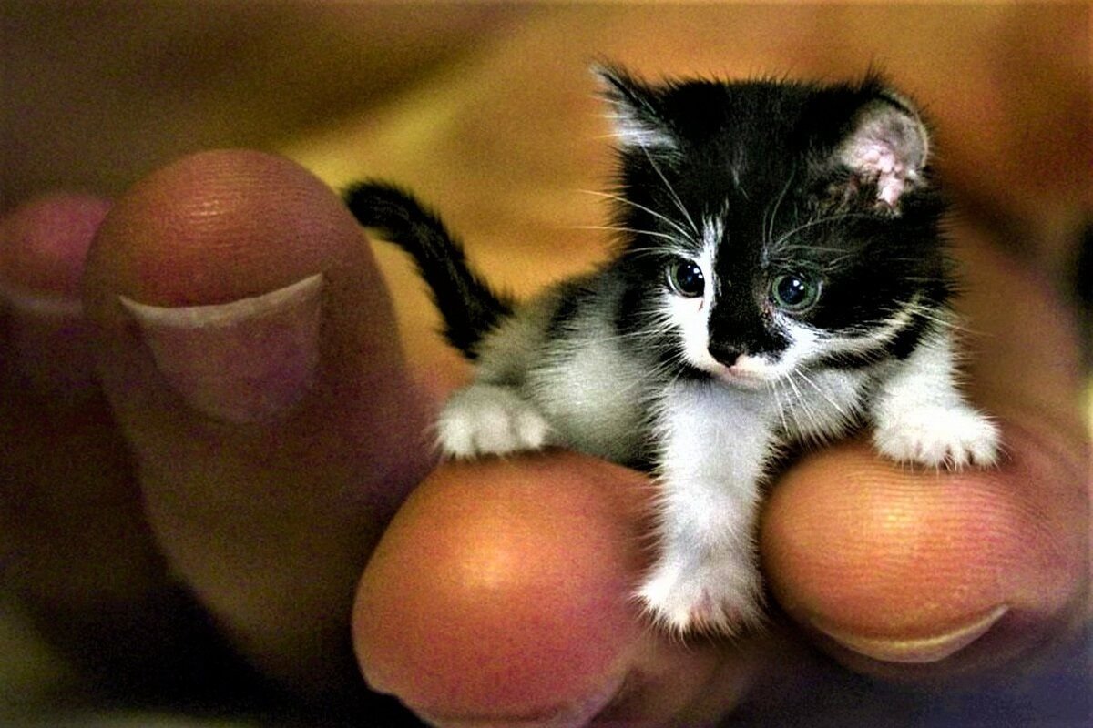 Кот в шапке