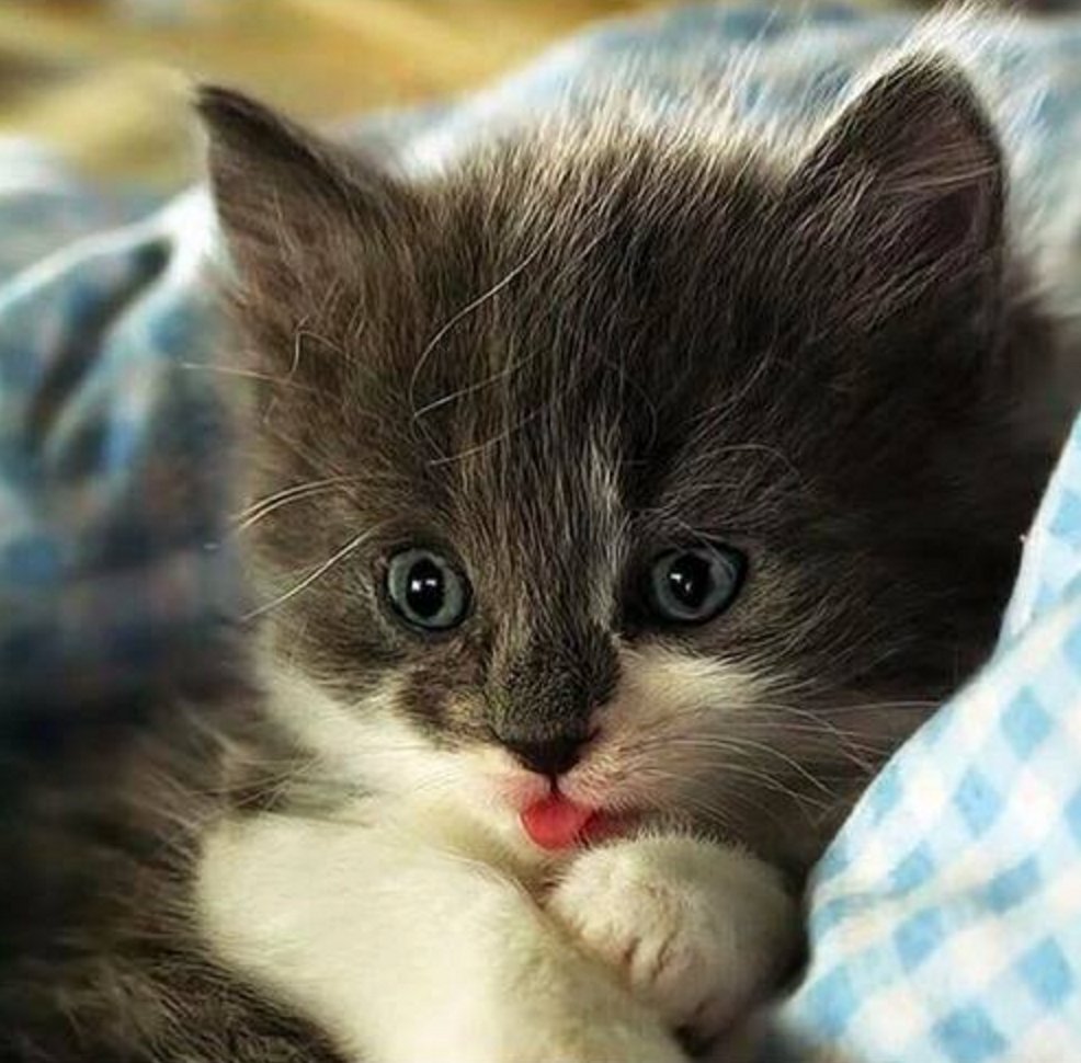 Кошка приветствует