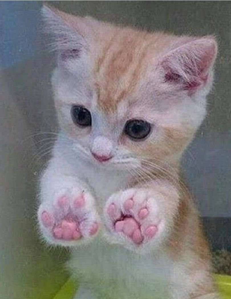 Котенок с заколкой на голове