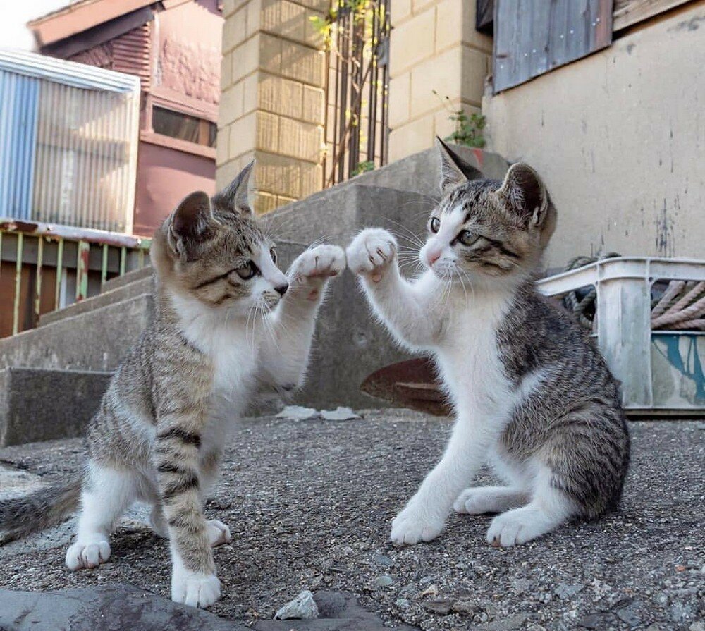 Котенок в шапке лягушки