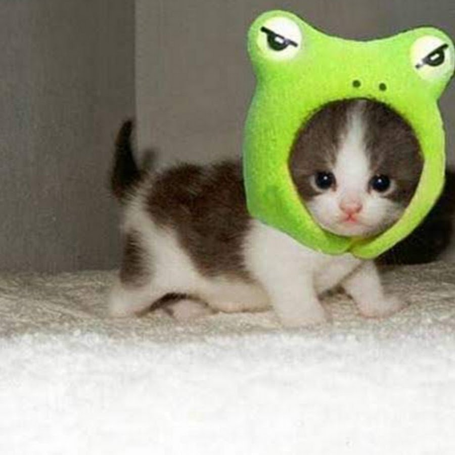 Милые котята на руках