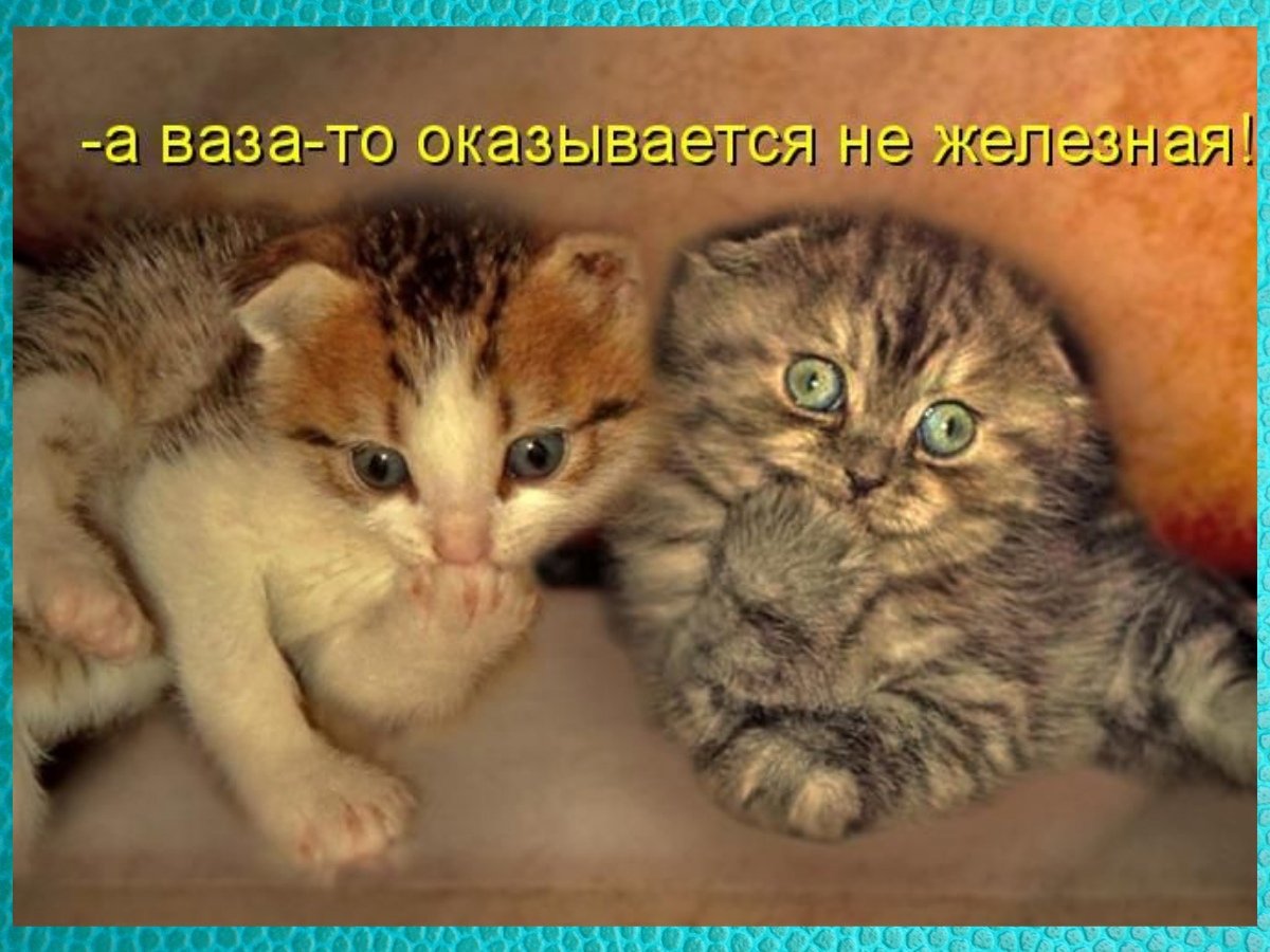 Маленькие кошки которые не растут