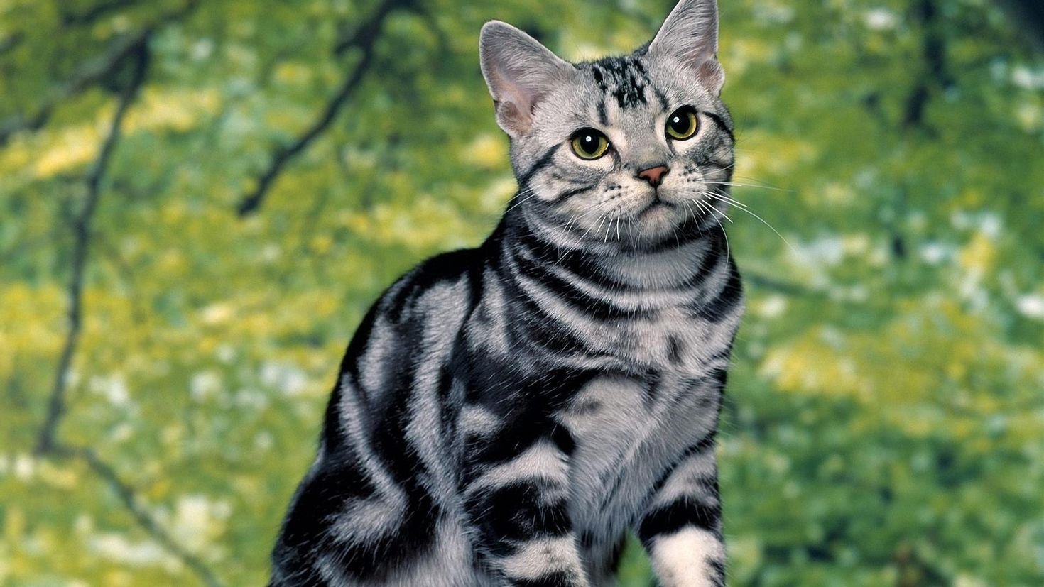 Американская гладкошерстная кошка - 65 фото