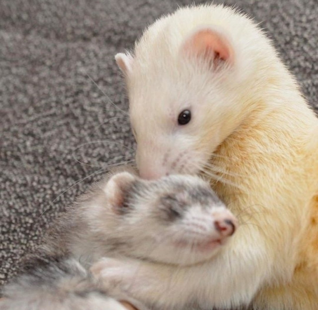 Детеныш хорька фото