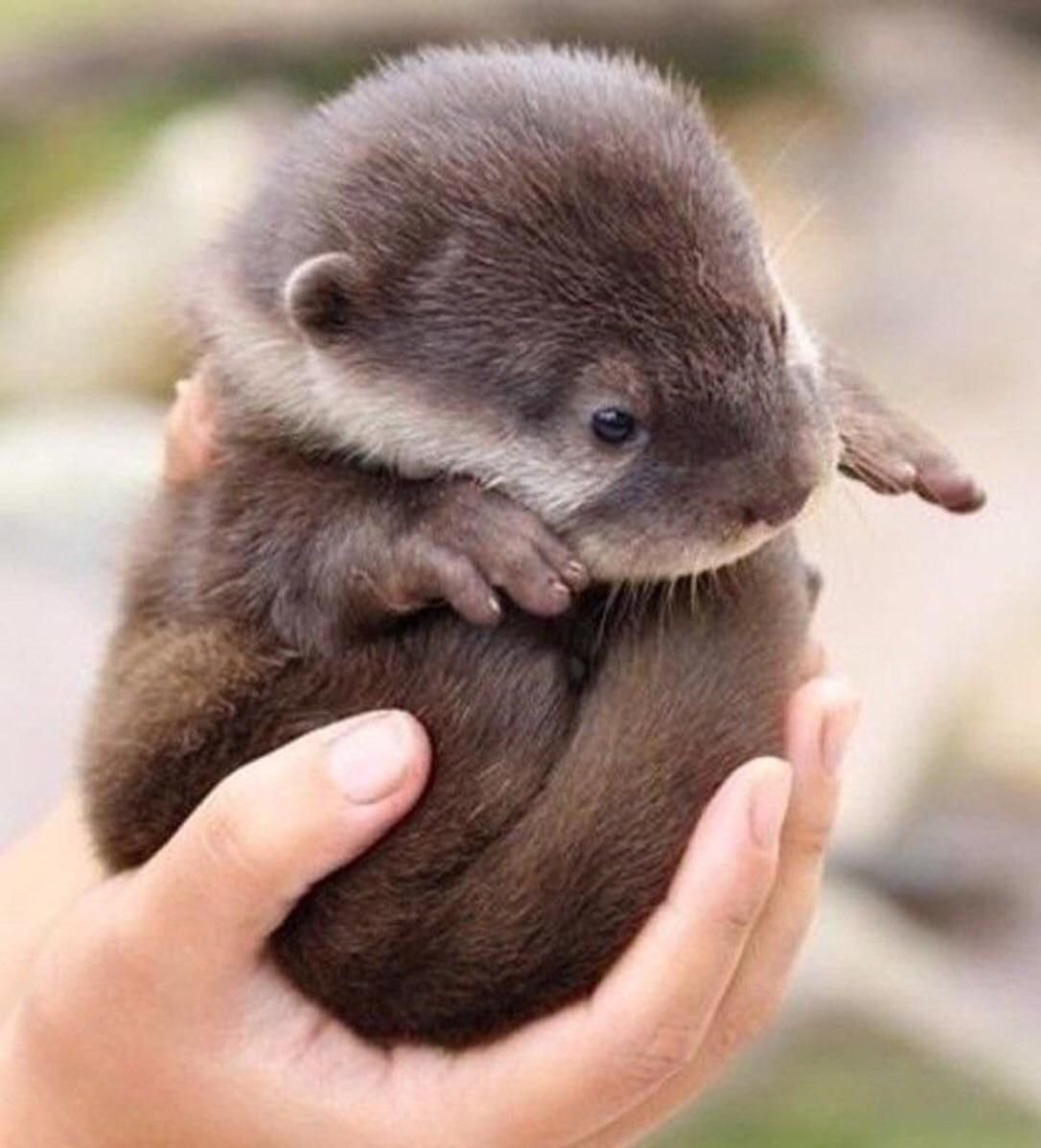 Новорожденная выдра