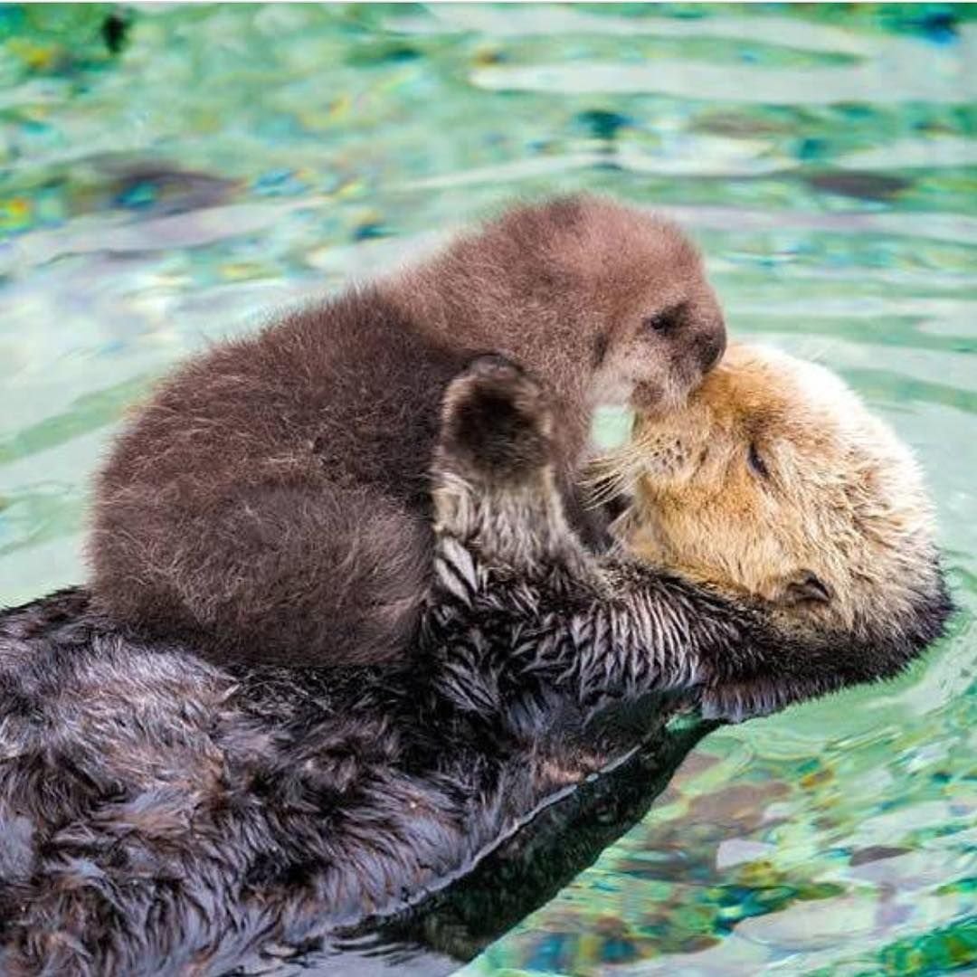 Новорожденные львята