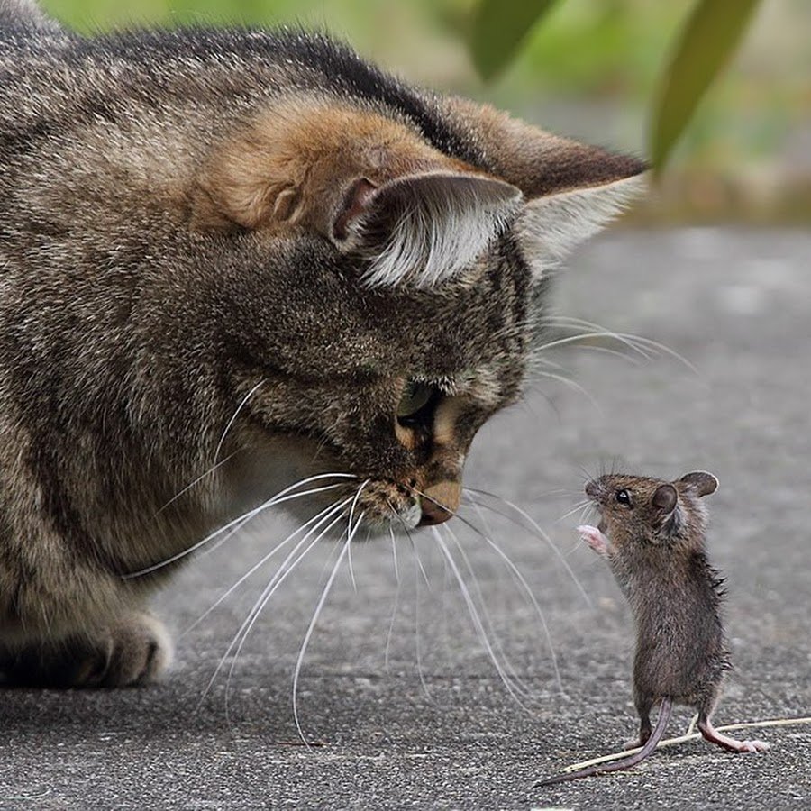Кот и мыши