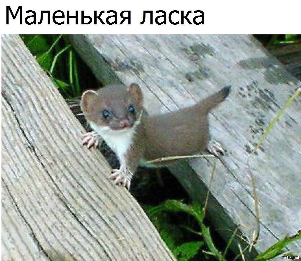 Ласка зверек детеныш