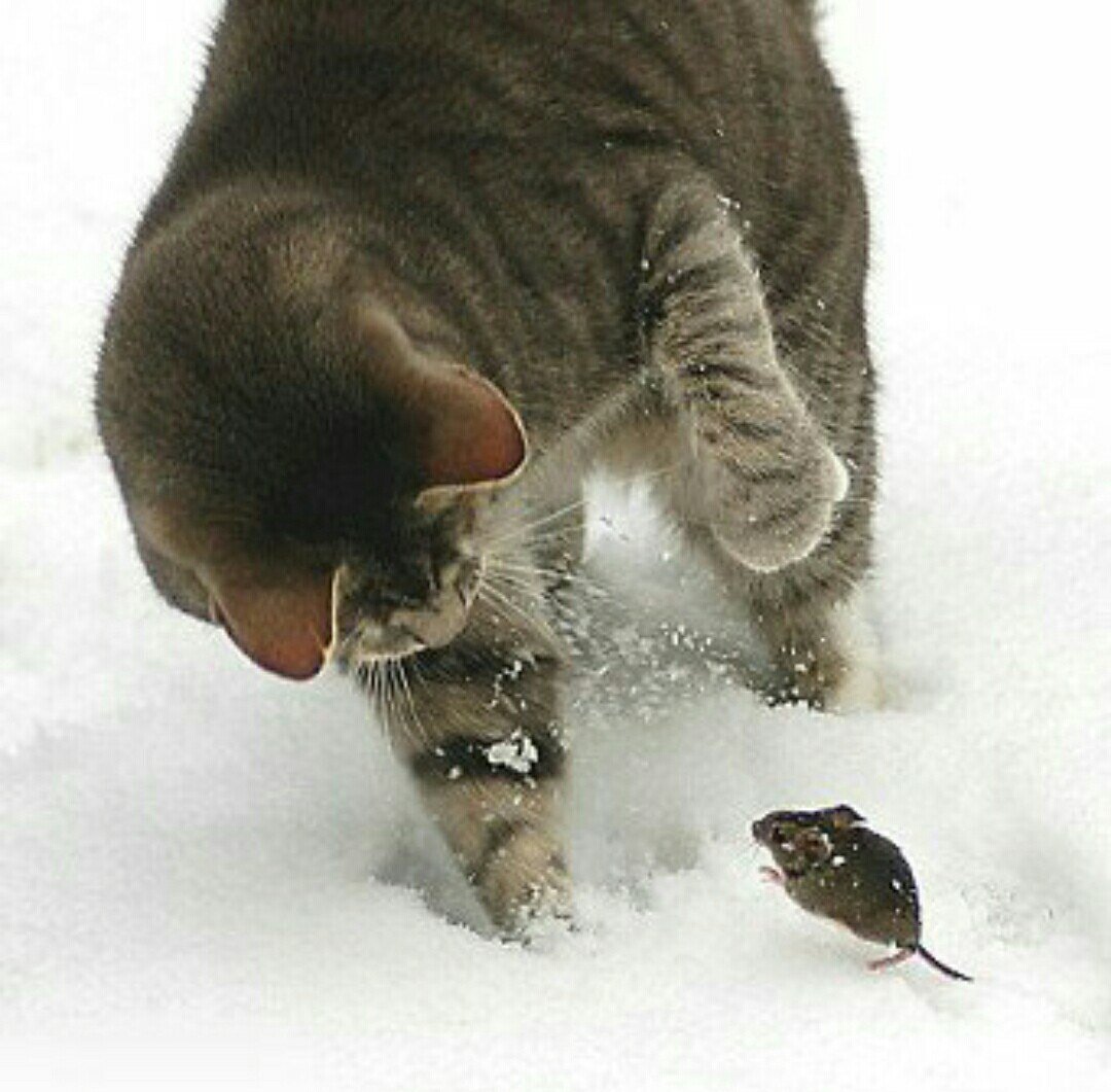 Александр Маскаева картины кошки