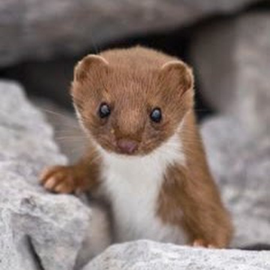 Mink белый коричневый