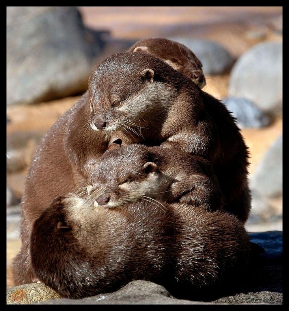 Милые животные Детеныши