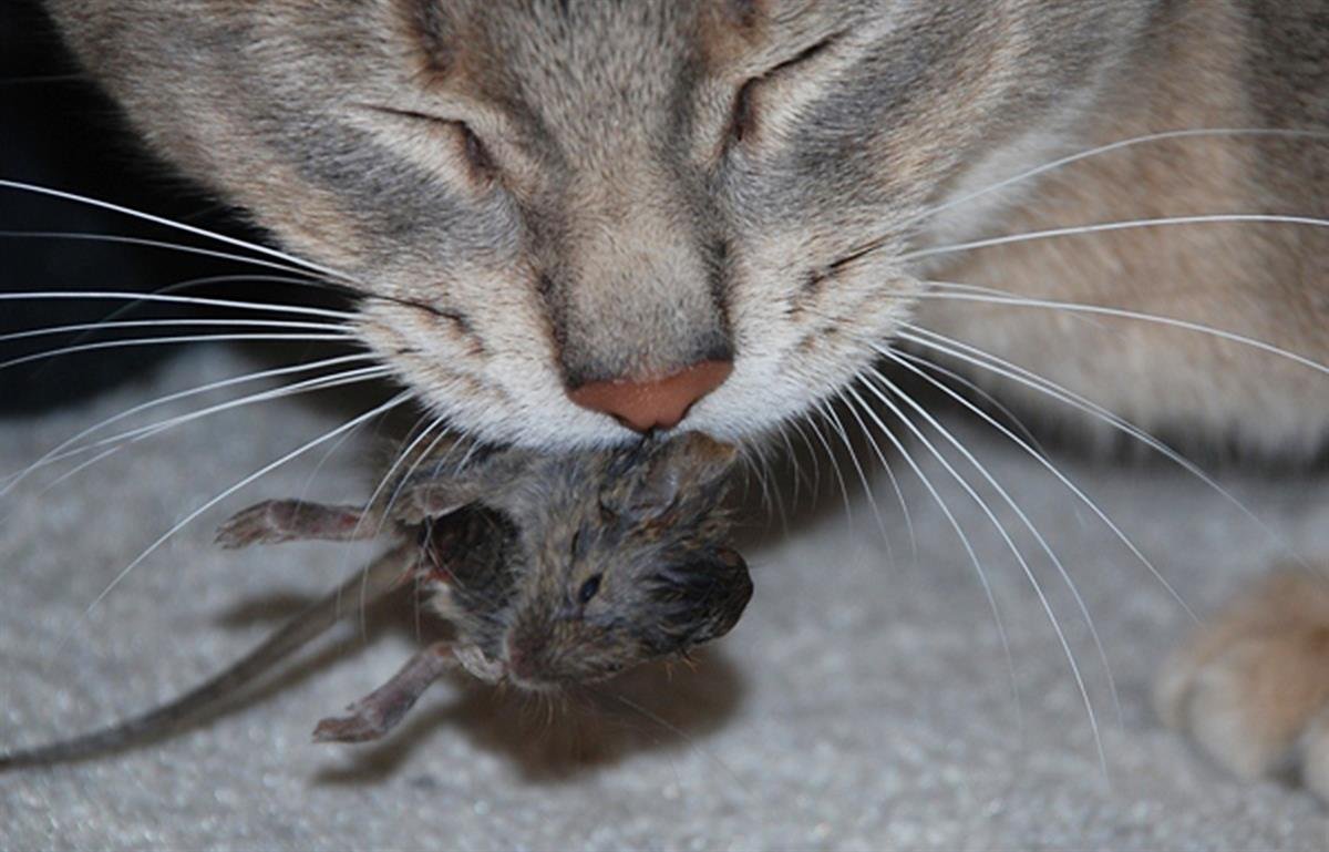 Милые котята и хомячки