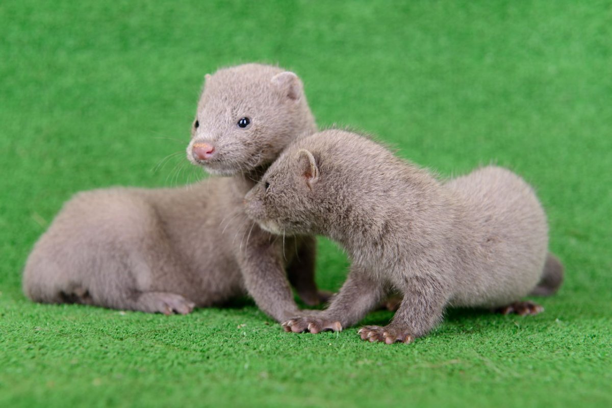 Ласки руками