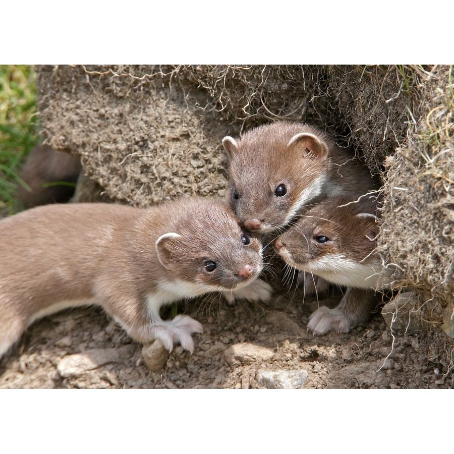 Лесная куница с детенышами