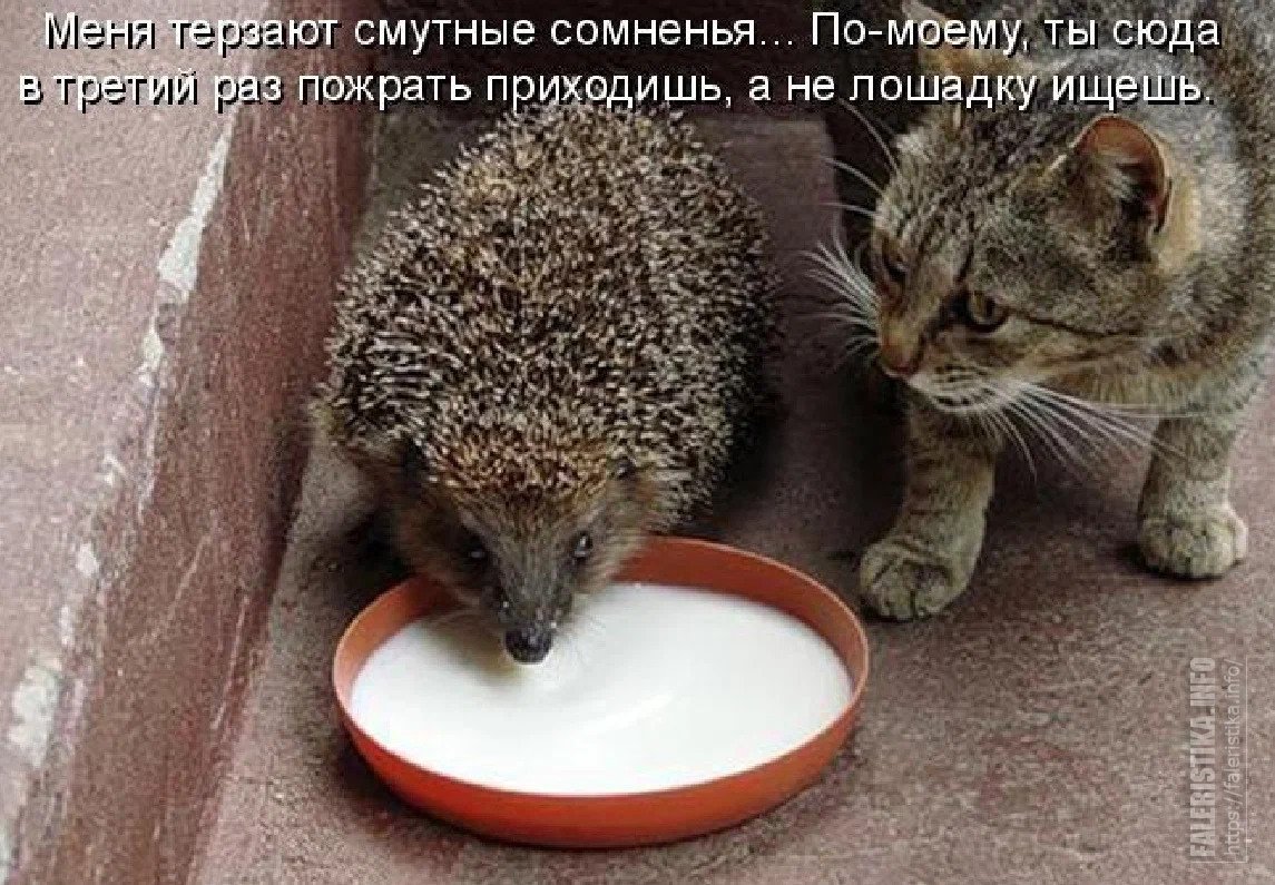 Кот охотится на мышь