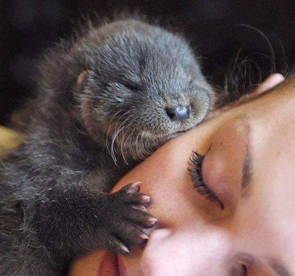 Ласка животное детеныш