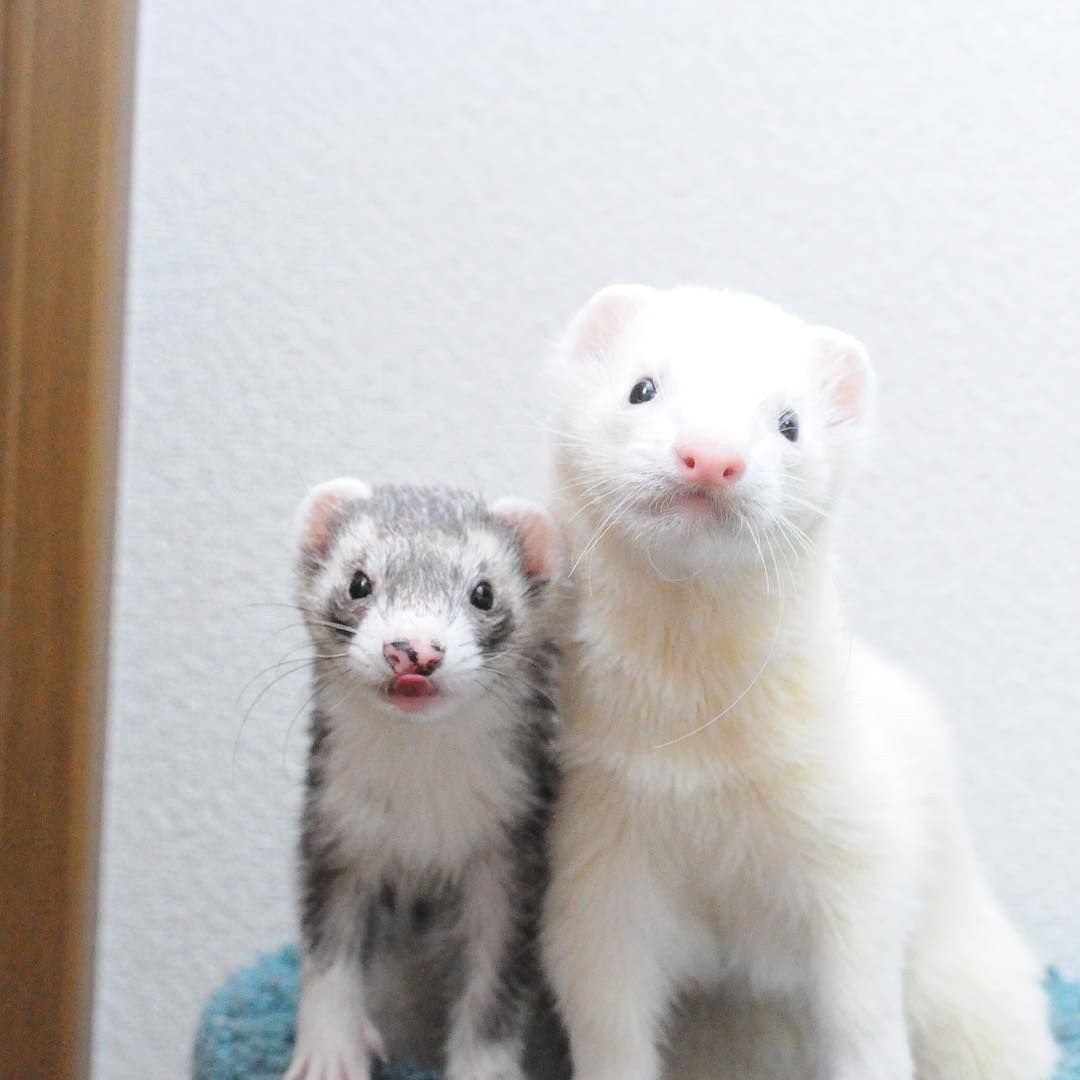 Детеныш ласки белый