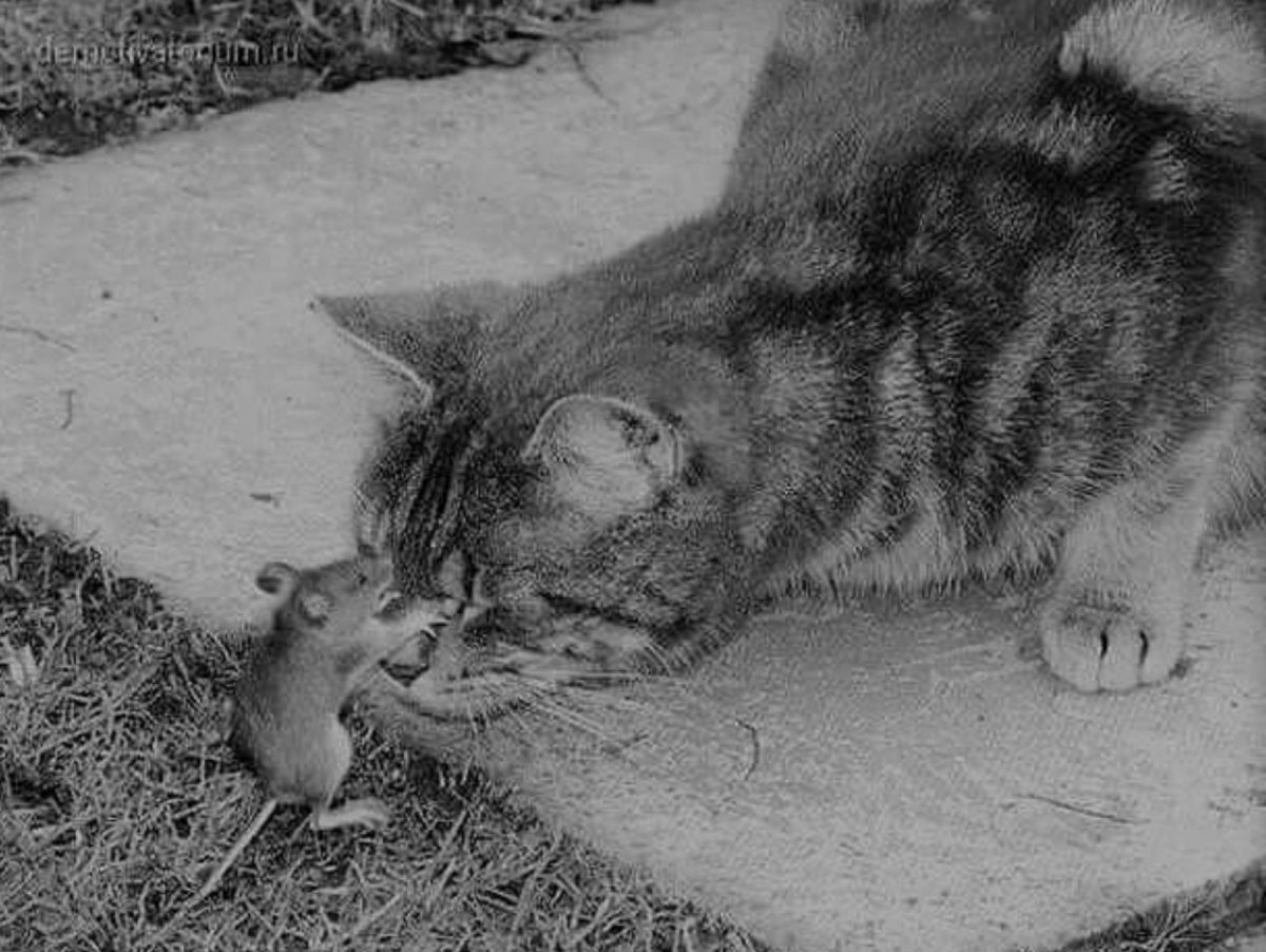 Котенок и крыса