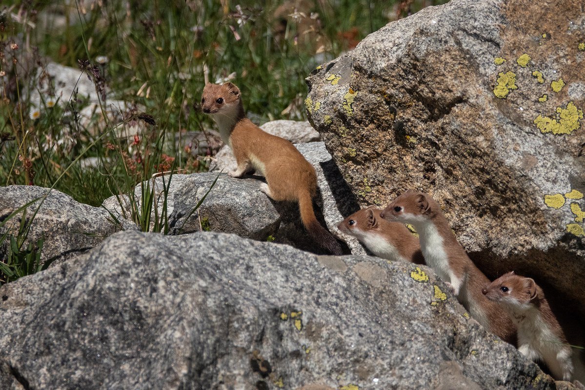 Европейская норка с детенышами