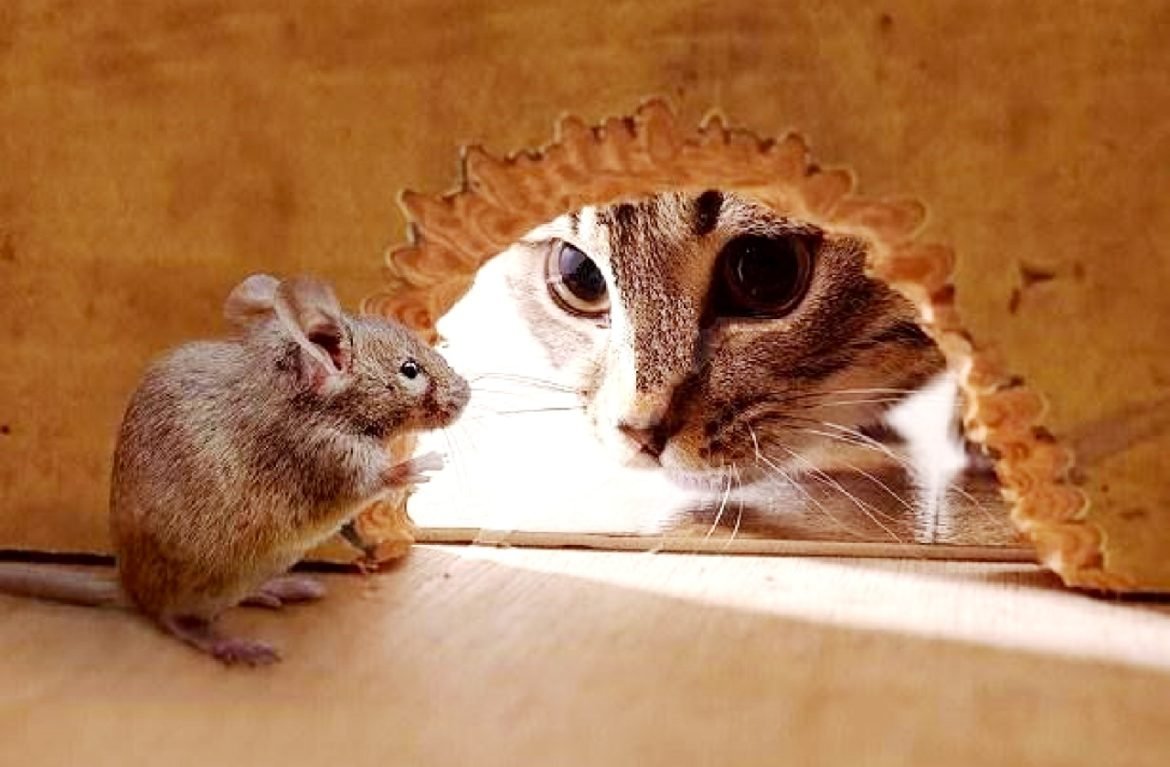 Кот обнимает мышку