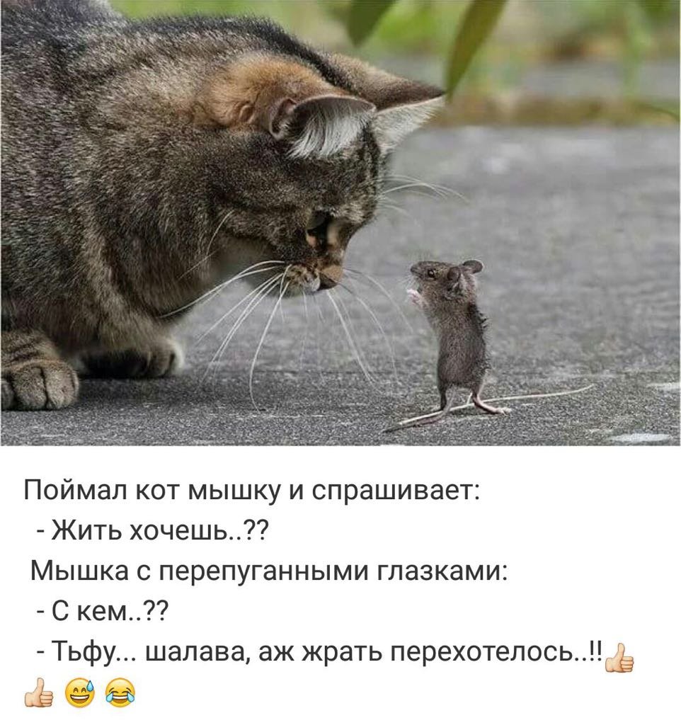 Наглая мышь