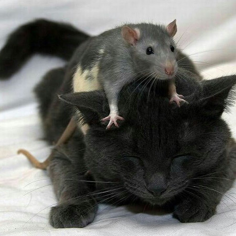 Спящий кот мультяшный