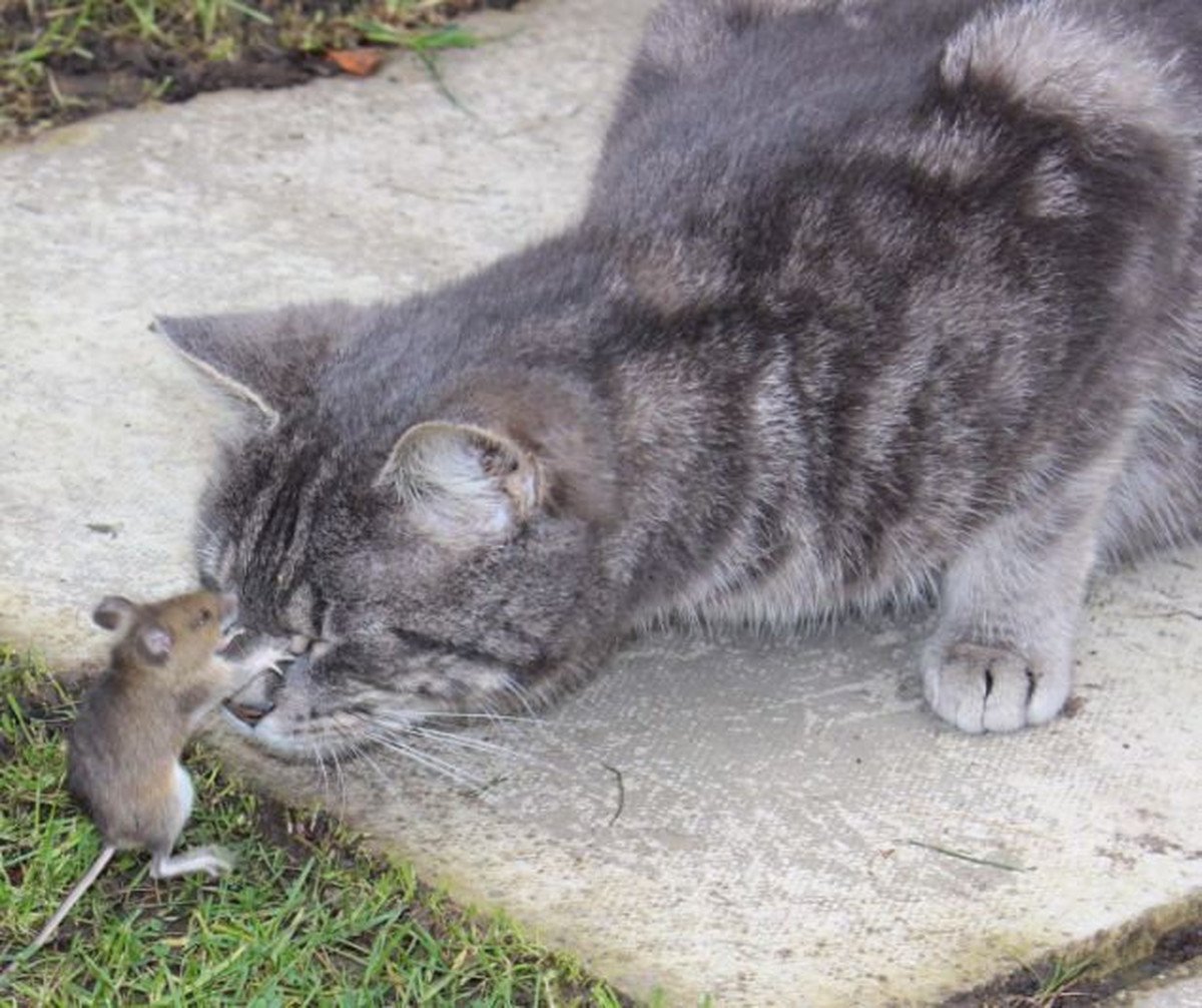 Кот и крыса